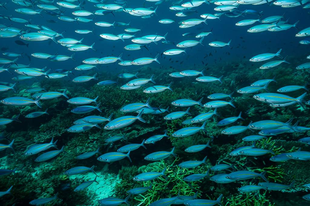 Banc de fusiliers nageant au-dessus de coraux branchus en eau turquoise, Raja Ampat, Indonésie