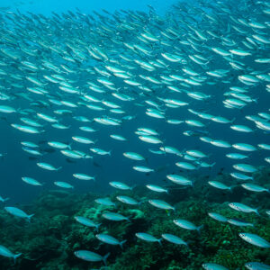 Dense school of fusiliers streaming diagonally over the reef, Raja Ampat, Indonesia