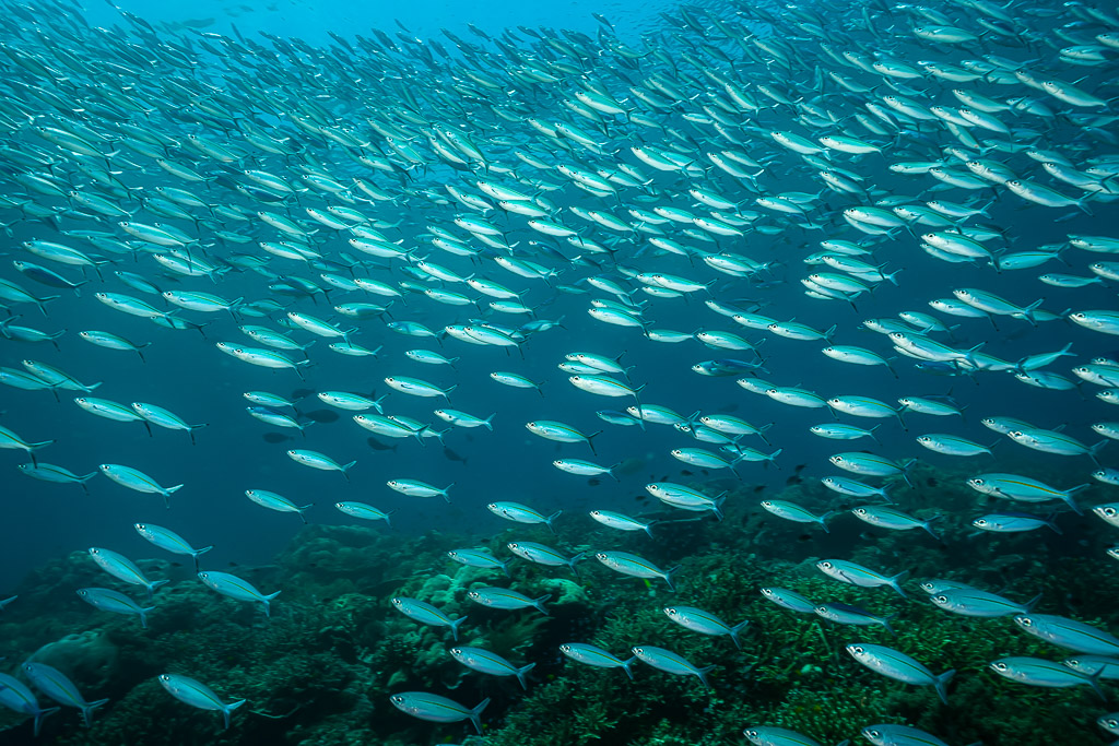 Dense school of fusiliers streaming diagonally over the reef, Raja Ampat, Indonesia