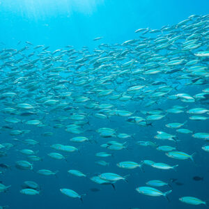 Wall of fusiliers in open blue water below the surface, Raja Ampat, Indonesia