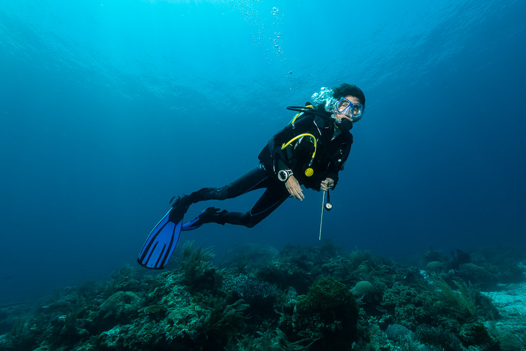 Woman diver hovering above the reef holding a pointer stick, Raja Ampat, Indonesia