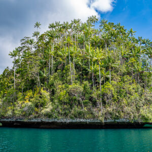 Islet crowned with tall palm trees above an undercut base, Waigeo, Raja Ampat, Indonesia