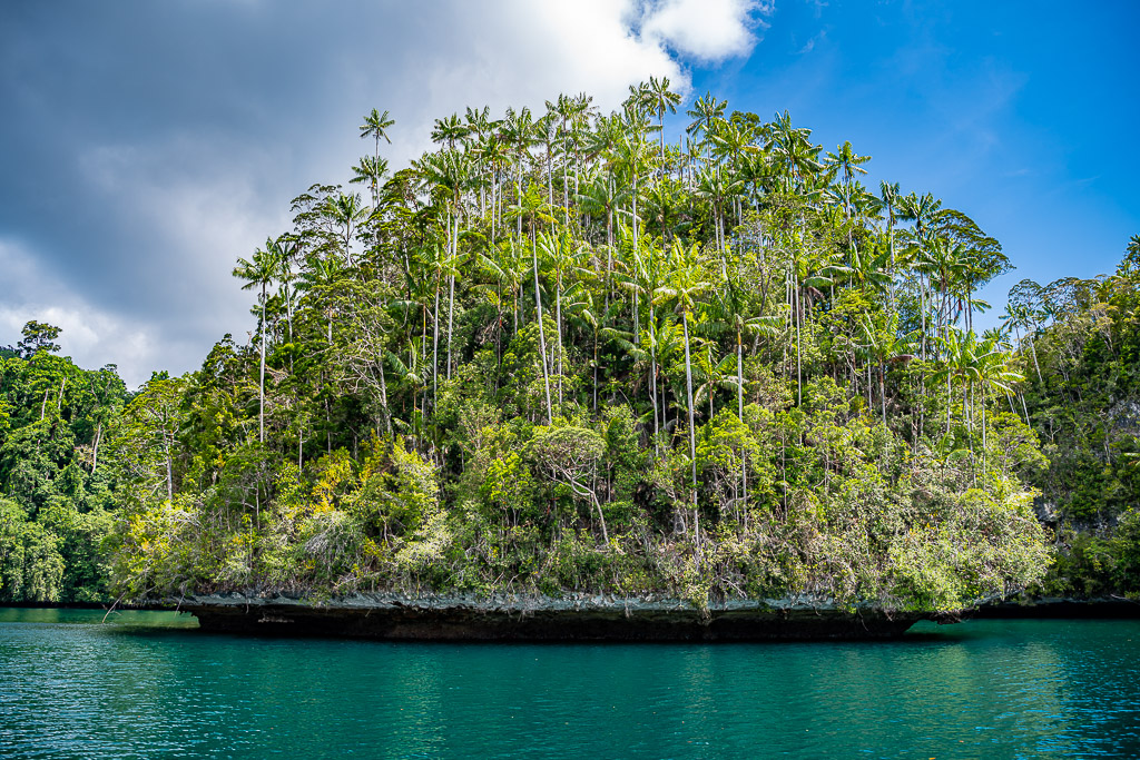 Islet crowned with tall palm trees above an undercut base, Waigeo, Raja Ampat, Indonesia