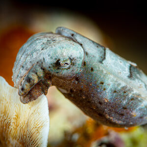 Juvenile cuttlefish resting on white coral, close-up on the eye, Raja Ampat, Indonesia