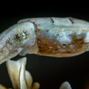 Juvenile cuttlefish in profile above white coral on black background, Raja Ampat, Indonesia