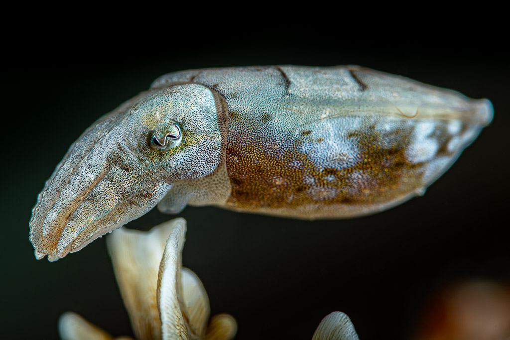 Juvenile cuttlefish in profile above white coral on black background, Raja Ampat, Indonesia