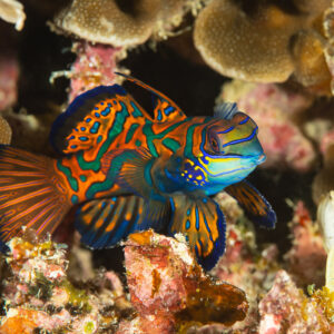Mandarinfish among corals showing its ornate orange and blue pattern, Raja Ampat, Indonesia