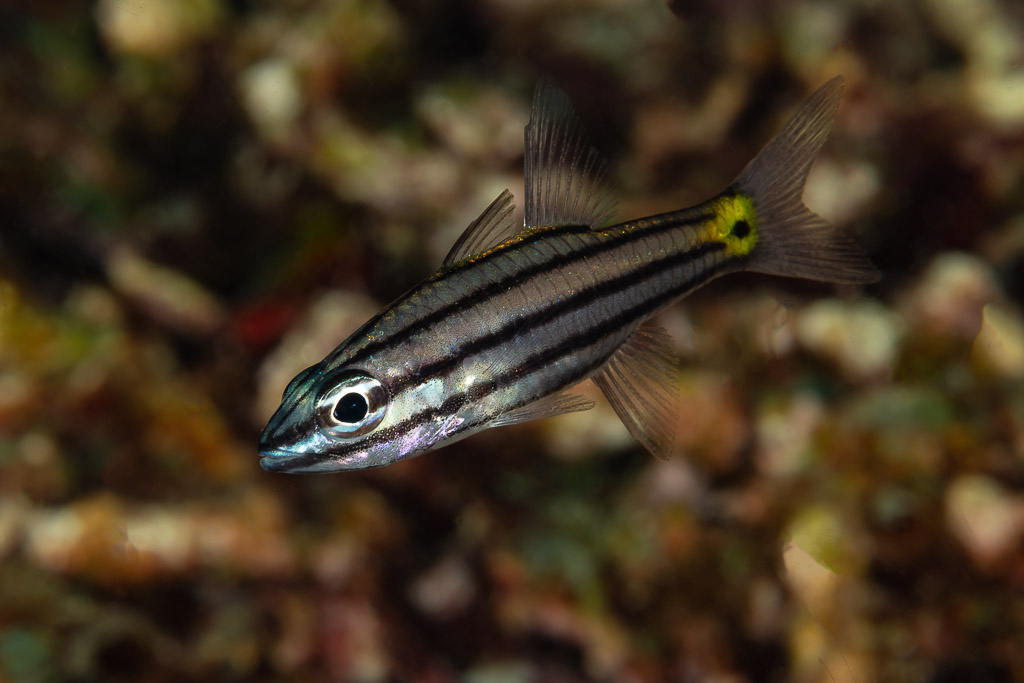 Apogon à dents avec sa tache caudale jaune sur fond de récif flou, Raja Ampat, Indonésie
