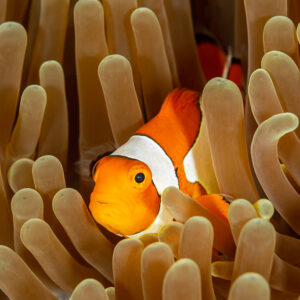 False clown anemonefish nestled among brown anemone tentacles, Raja Ampat, Indonesia