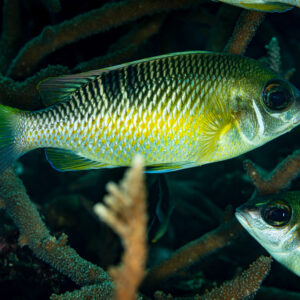 Pearly monocle bream over staghorn coral with a second fish below, Raja Ampat, Indonesia