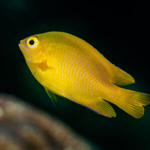 Lemon damselfish against a dark background above coral, Raja Ampat, Indonesia
