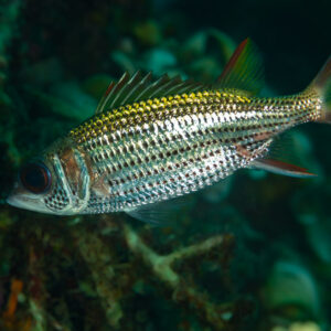Spotfin squirrelfish swimming along the reef in profile, Raja Ampat, Indonesia