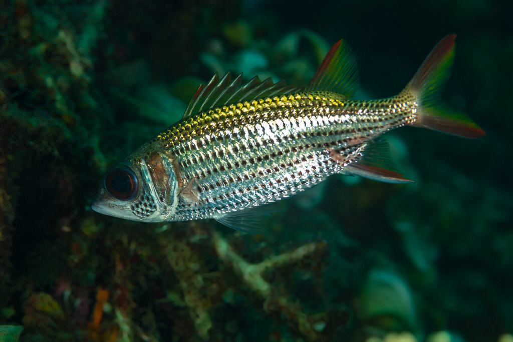 Spotfin squirrelfish swimming along the reef in profile, Raja Ampat, Indonesia