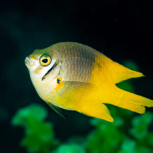 Damselfish with grey head and bright yellow rear on dark background, Raja Ampat, Indonesia