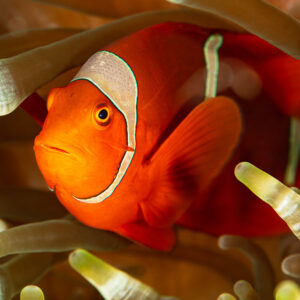 Spinecheek anemonefish peering out from anemone tentacles, Raja Ampat, Indonesia