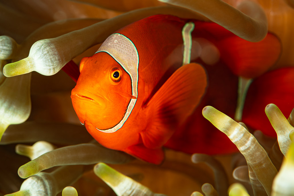 Spinecheek anemonefish peering out from anemone tentacles, Raja Ampat, Indonesia