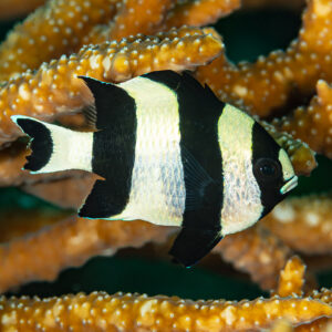 Black-tailed dascyllus among branching coral, Raja Ampat, Indonesia