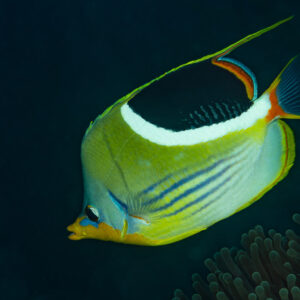 Saddled butterflyfish in profile against dark blue water, Raja Ampat, Indonesia
