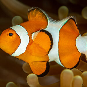 False clown anemonefish in full profile above its anemone, Raja Ampat, Indonesia