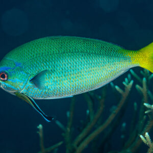Yellowtail fusilier in profile with a small cleaner wrasse beneath, Raja Ampat, Indonesia
