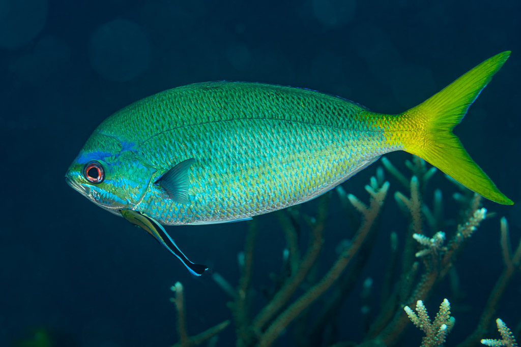 Yellowtail fusilier in profile with a small cleaner wrasse beneath, Raja Ampat, Indonesia