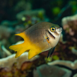 Grey and yellow damselfish over the reef in three-quarter view, Raja Ampat, Indonesia