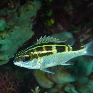 Juvenile bridled monocle bream swimming over the reef, Raja Ampat, Indonesia