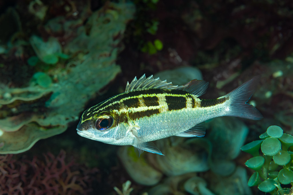 Juvenile bridled monocle bream swimming over the reef, Raja Ampat, Indonesia