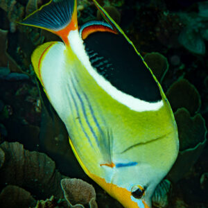 Saddled butterflyfish over the reef, vertical framing, Raja Ampat, Indonesia
