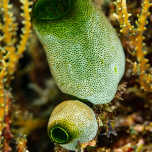 Two green sea squirts among corals, vertical framing, Raja Ampat, Indonesia
