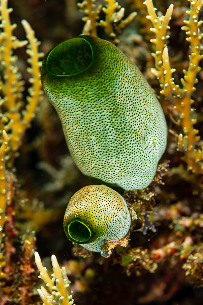 Two green sea squirts among corals, vertical framing, Raja Ampat, Indonesia