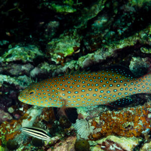 Grouper covered in blue spots resting on the reef, Raja Ampat, Indonesia