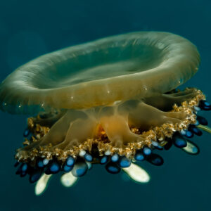 Upside-down jellyfish swimming in blue water showing blue appendages, Raja Ampat, Indonesia
