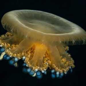 Upside-down jellyfish in side view on black background, Raja Ampat, Indonesia