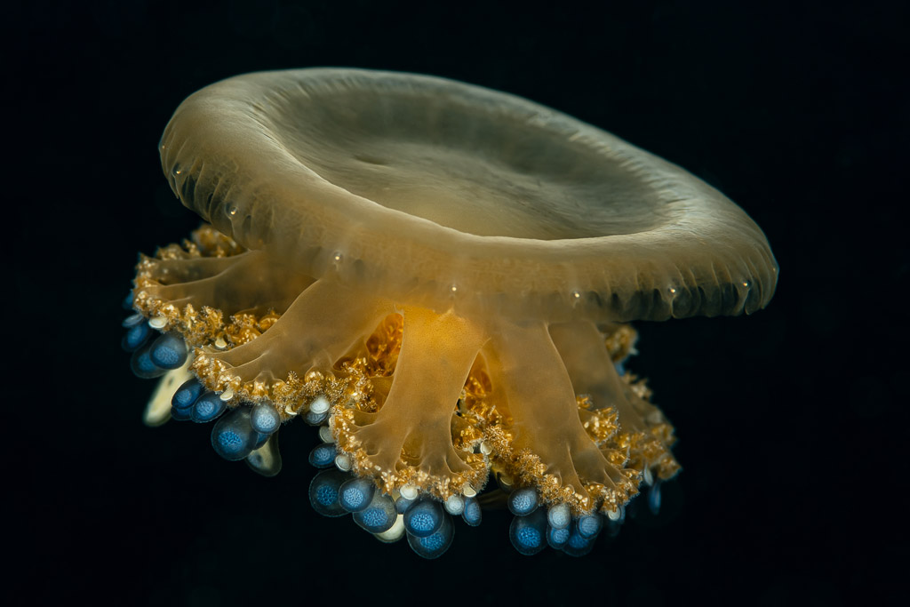 Upside-down jellyfish in side view on black background, Raja Ampat, Indonesia