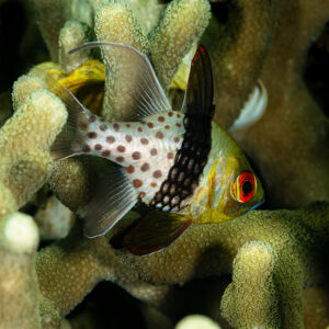 Pajama cardinalfish sheltering among finger coral, Raja Ampat, Indonesia