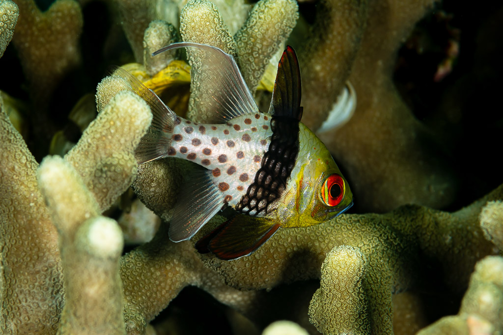 Pajama cardinalfish sheltering among finger coral, Raja Ampat, Indonesia