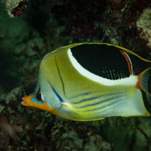 Saddled butterflyfish swimming above a dark reef, horizontal framing, Raja Ampat, Indonesia