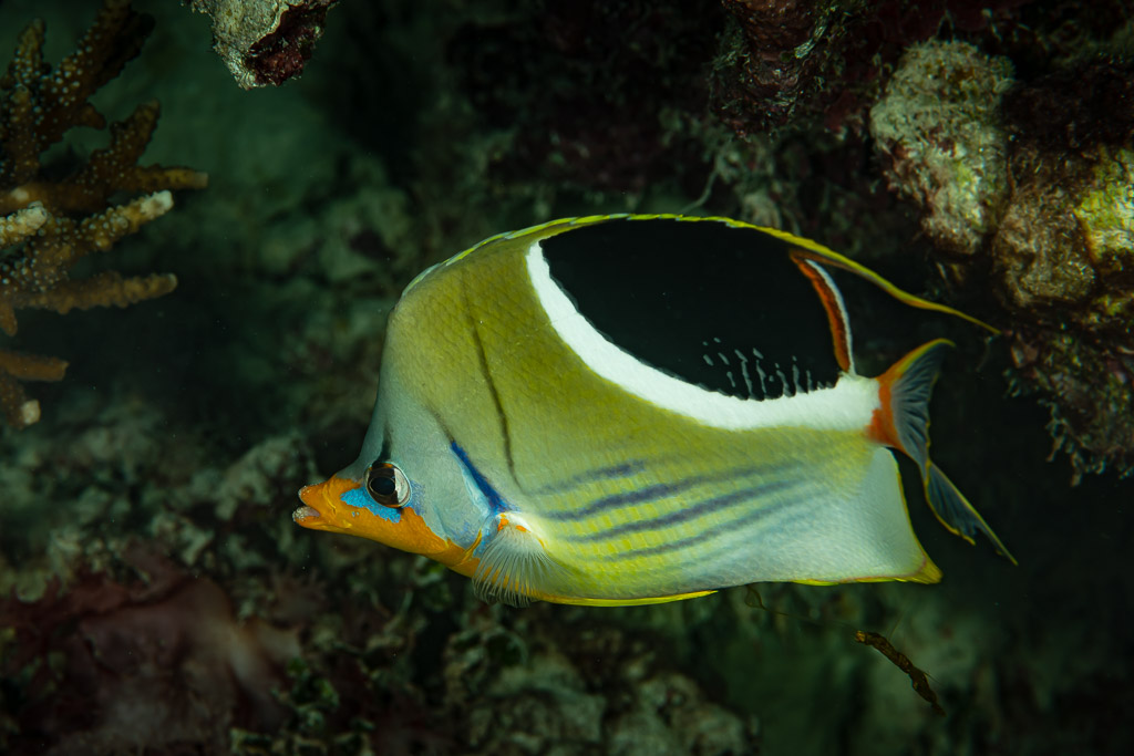 Saddled butterflyfish swimming above a dark reef, horizontal framing, Raja Ampat, Indonesia