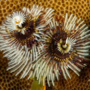 Two white Christmas tree worms on boulder coral, Raja Ampat, Indonesia