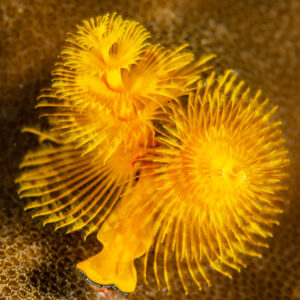 Two bright yellow Christmas tree worms on coral, Raja Ampat, Indonesia