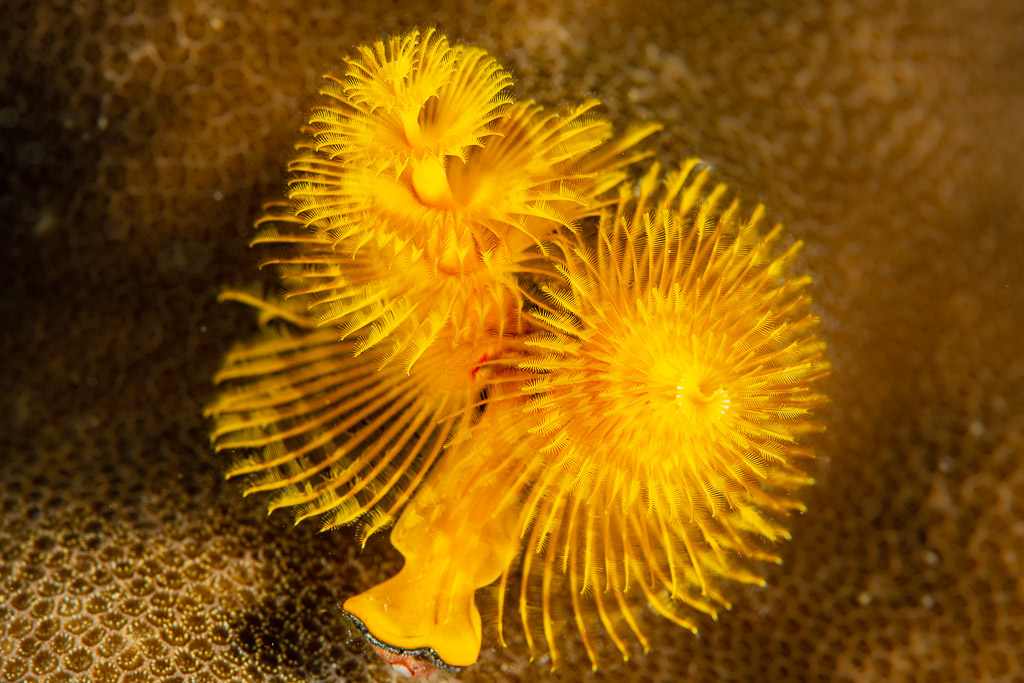Two bright yellow Christmas tree worms on coral, Raja Ampat, Indonesia