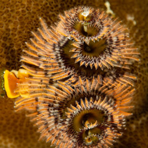 Pair of orange-brown Christmas tree worms, vertical framing, Raja Ampat, Indonesia