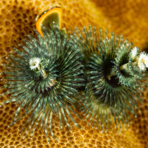 Two dark green Christmas tree worms with white tips on coral, Raja Ampat, Indonesia