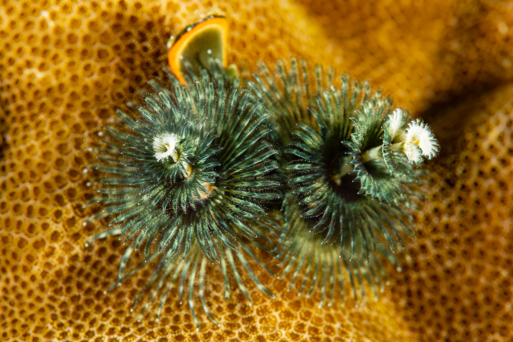 Two dark green Christmas tree worms with white tips on coral, Raja Ampat, Indonesia