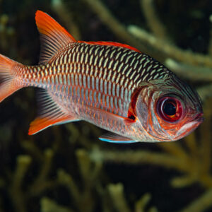 Violet soldierfish with large red eye among branching coral, Raja Ampat, Indonesia