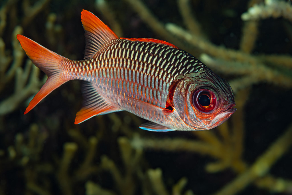 Violet soldierfish with large red eye among branching coral, Raja Ampat, Indonesia