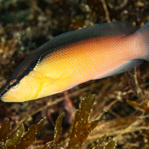 Blackstripe dottyback in yellow variant over algae, Raja Ampat, Indonesia