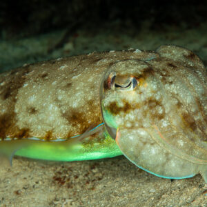 Broadclub cuttlefish with mottled pattern resting on sandy bottom, Raja Ampat, Indonesia