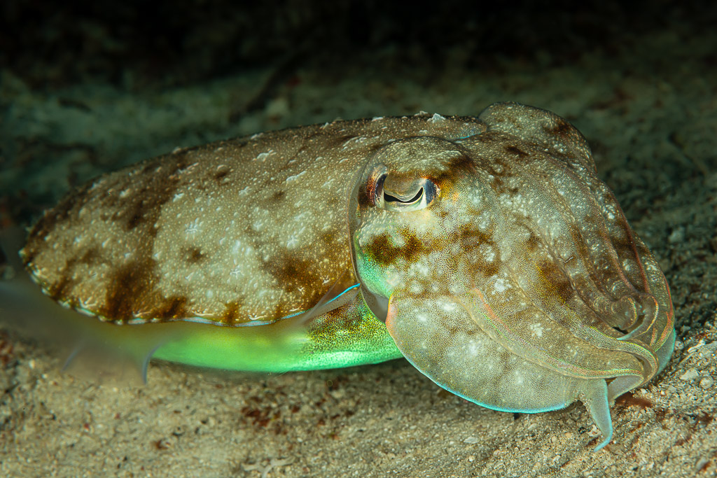Broadclub cuttlefish with mottled pattern resting on sandy bottom, Raja Ampat, Indonesia